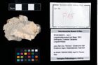 Foto (Objekt + Etikett) von Longodromites excisus (von Meyer, 1857)  (NHMW-GEO-2014-0194-0015)